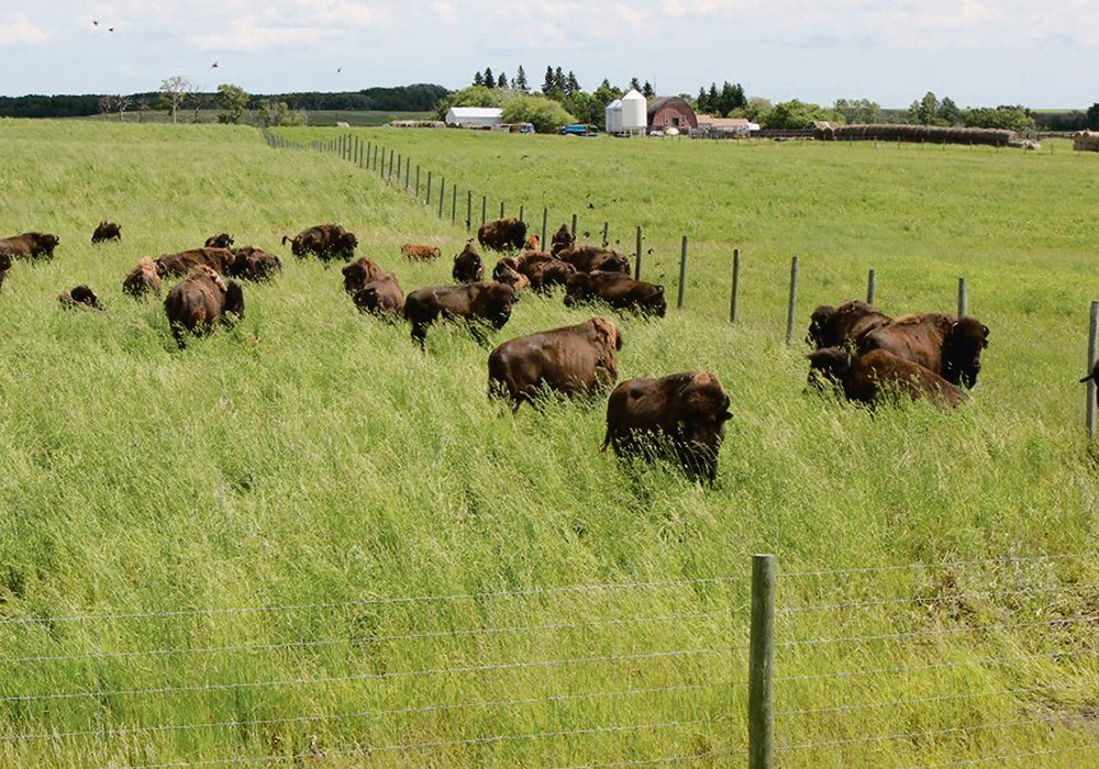 Shale Creek Bison Ranch is home to approximately 60 head. 