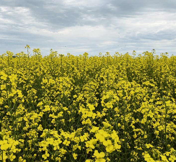It’s time meal becomes the Cinderella story for canola