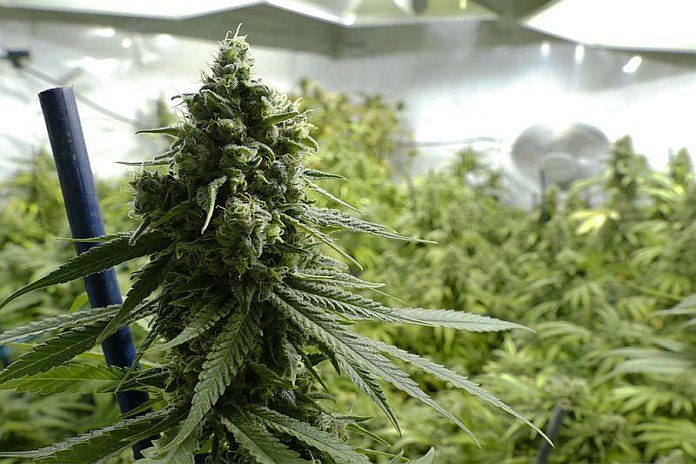 Jamaica must prepare to cash in on global Cannabis market, says Flynn