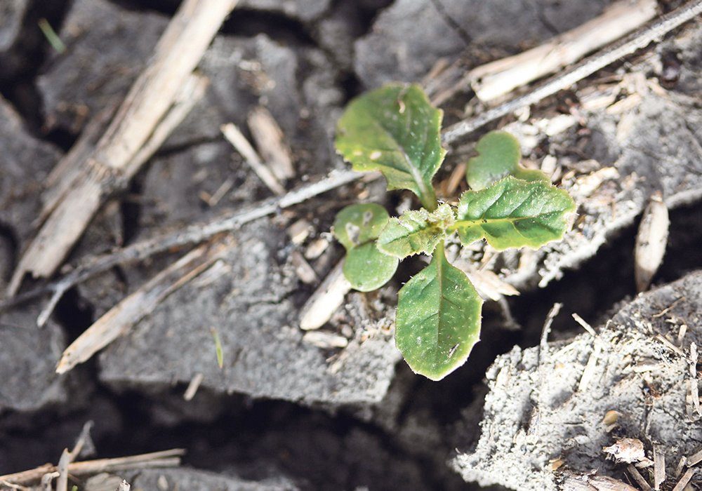 With dry soil conditions in much of the province, canola plants were slow to emerge this spring. 