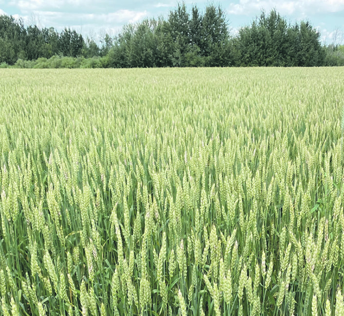 Outlook for milling wheat appears strong