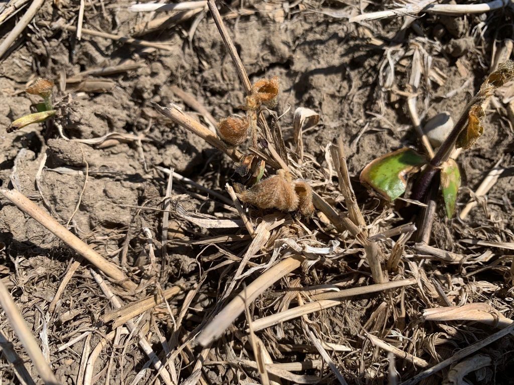 Soybean frost damage was spotty, and often was found in areas of fields