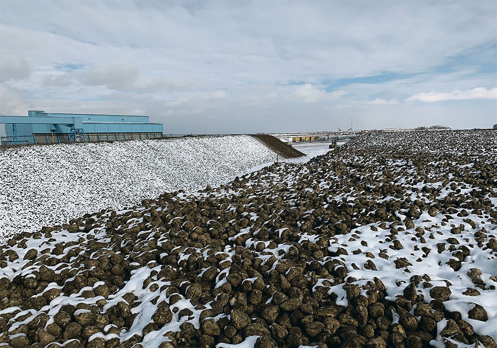 Stored sugar beets that aren’t sufficiently ventilated can be vulnerable to freezing and drying cycles from temperature swings due to extreme weather, which can damage the beets and cause them to start to rot and lose sugar. 