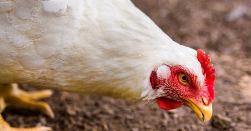 Retailers hit back at NGO’s claims they are ‘lagging behind’ on chicken welfare