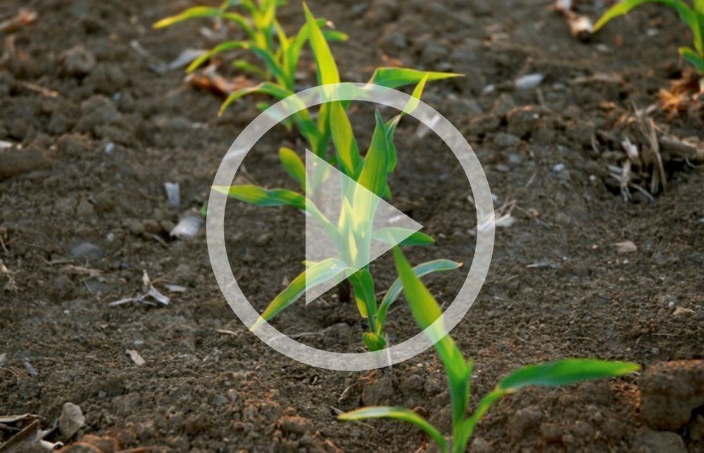 VIDEO: Assessing stand counts in corn