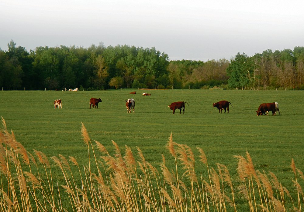 Poor pasture growth is a major problem this spring in Manitoba and parts of Saskatchewan, but lack of water supply is the number one concern. 