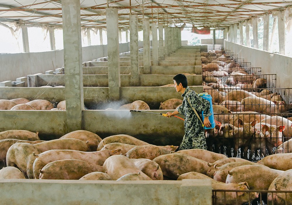 China's hog slaughter recovery bodes well for feedgrains