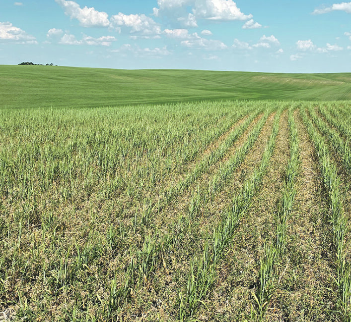 Writing on the wall for prairie crops