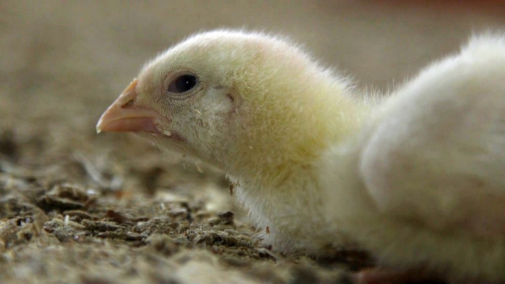 Canadian fast-food companies failing when it comes to chicken welfare: report
