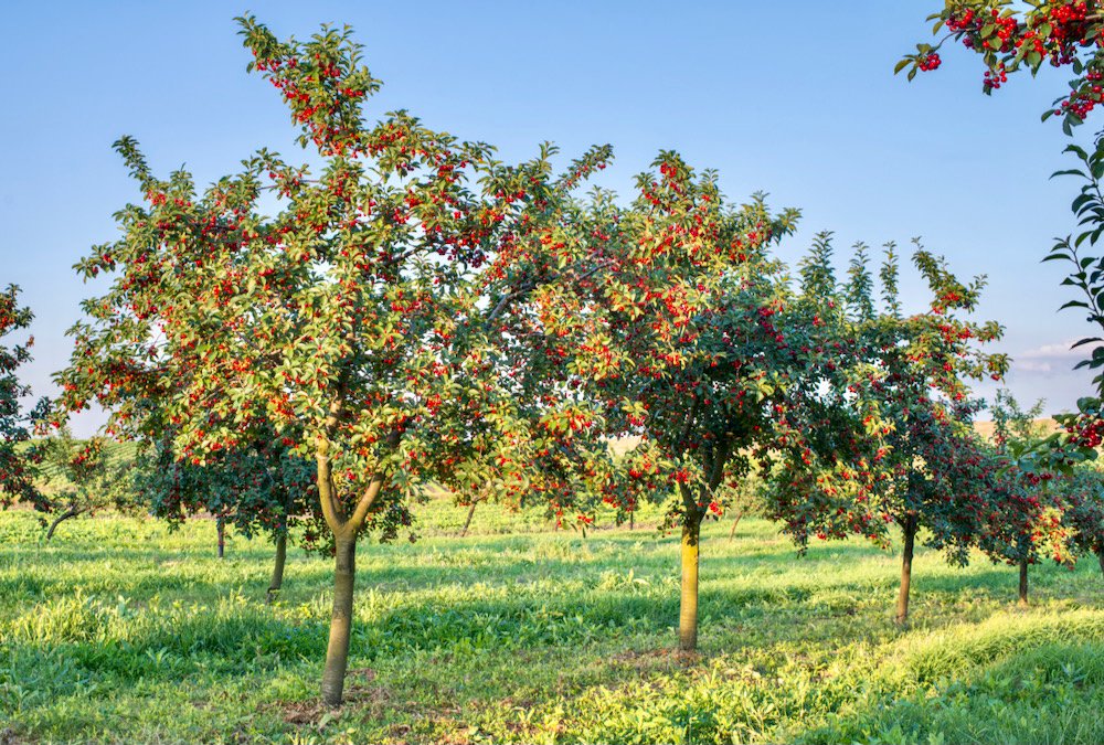 Cherry orchards are one area where agriculture technology company IntelliCulture is working.