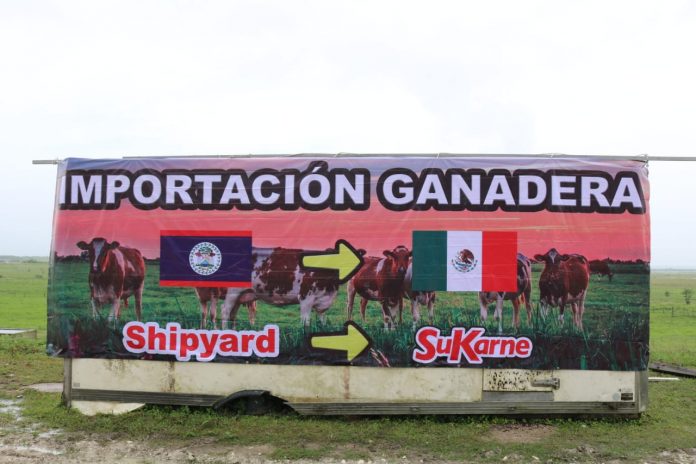 Belize - Mexico second cattle export activity held at shipyard 