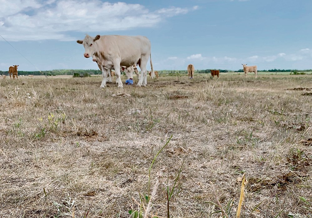 There is some green vegetation on this pasture west of Langruth, Man., but 85 percent of the grass was brown in the first week of July. Pastures across much of Manitoba’s Interlake and Westlake region look similar this summer because of a drought that stretches back three years. 