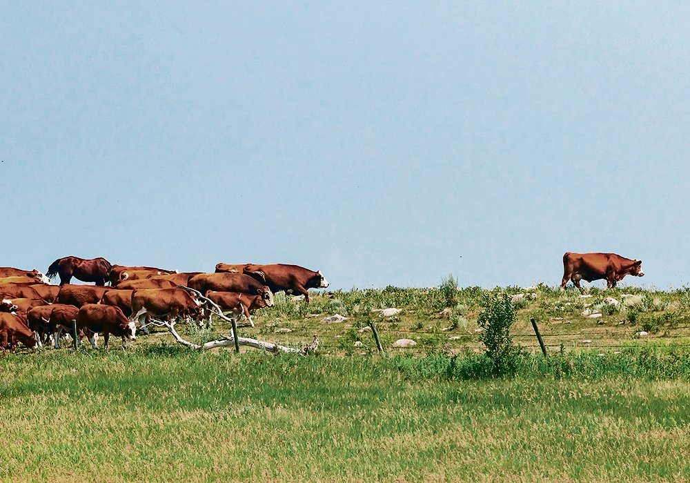 The Canadian Cattlemen’s Association has recommended a program based on a feed-need design to provide direct support for extra feed and water costs on a per-animal-per-day basis, but others worry about what happens if the region runs out of feed. 