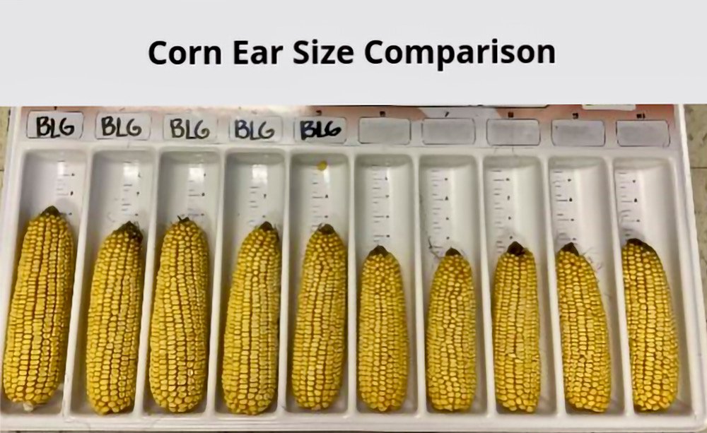 BioLiNE’s purification process isolates a fulvic acid that is very active, producing better consistency and performance for crop production. Shown here are corn ears treated with BioLiNE’s biostimulant versus untreated.