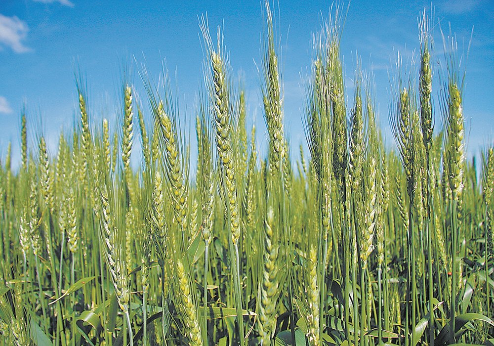 Hybrid wheat varieties have been planted on limited acres in Europe and the United States for decades but this time it is different due to breeding advancements, according to Josh Sosland, editor of Milling and Baking News.  