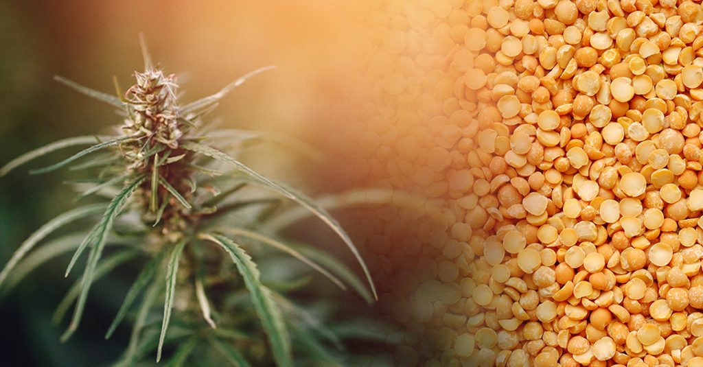 New partnership to develop new pea and hemp varieties for ingredient processing