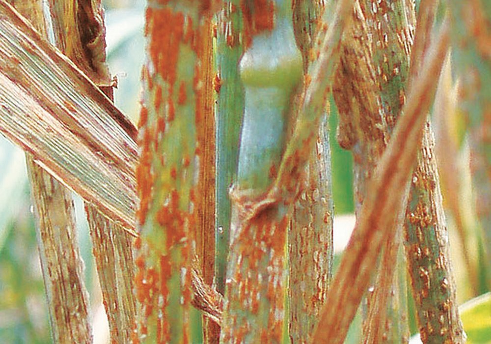 A new study argues that a co-ordinated global reporting mechanism could minimize the risk of spread of plant diseases such as Ug99, a rust that has devastated cereal crops around the world.