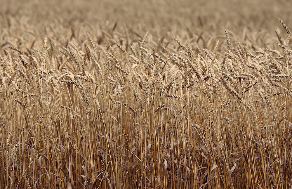 Wheat production estimates have been reduced for the Russian and Kazakhstan crops. 
