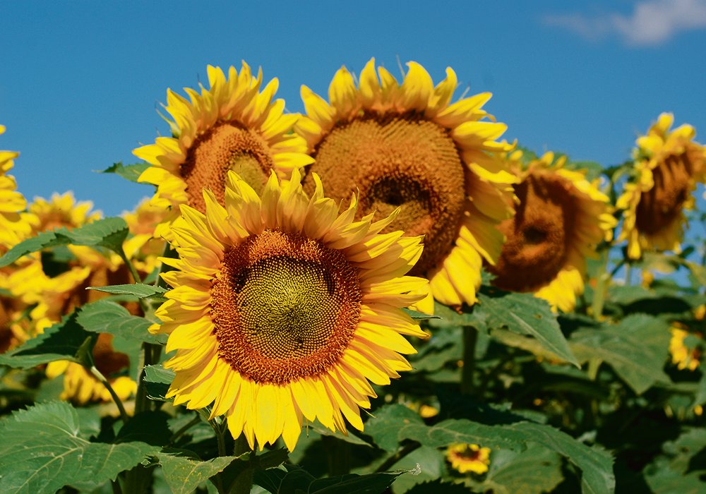 Excellent weather in Russia and Ukraine is expected to result in a massive rebound in world sunflower production. 