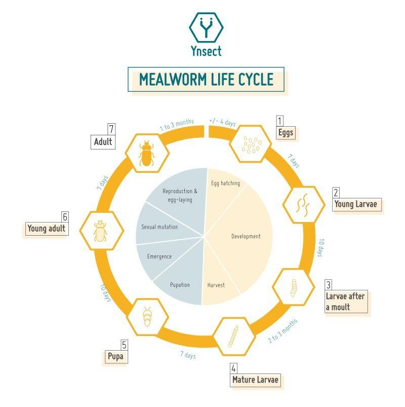 The mealworm life cycle