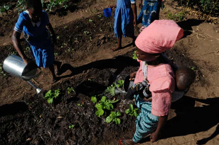 Farm workers tending crops in Malawi.