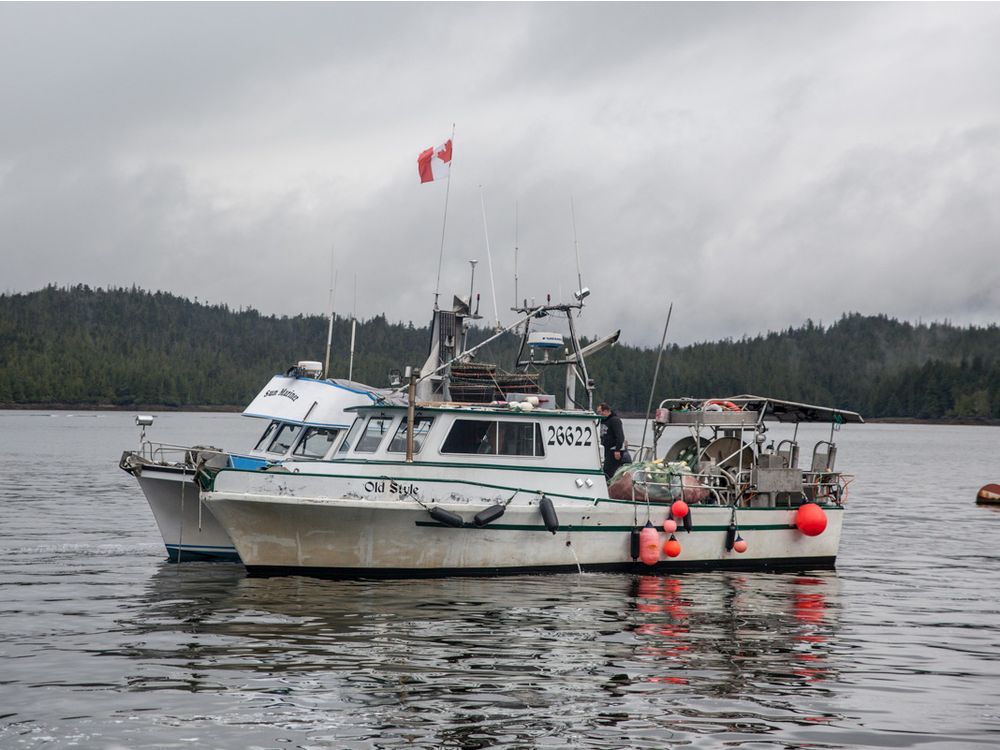B.C. seafood shortage more complex than overfishing, insiders say
