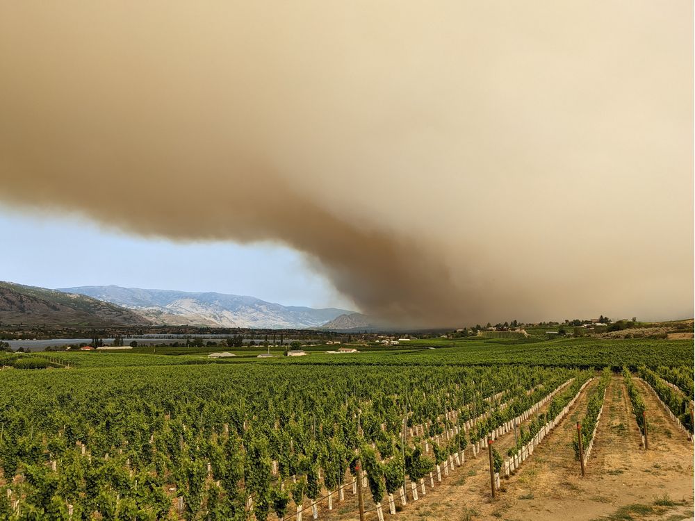 B.C. wine: Researchers assessing wildfires’ impact on smoke taint