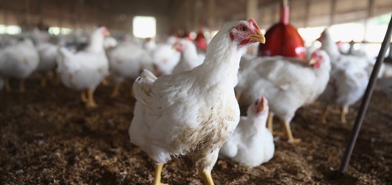 Broiler chicken industry points to sustainability gains over past decade