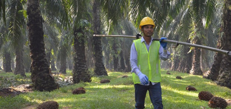 Calyxt partners to develop soy-based alternative to palm oil