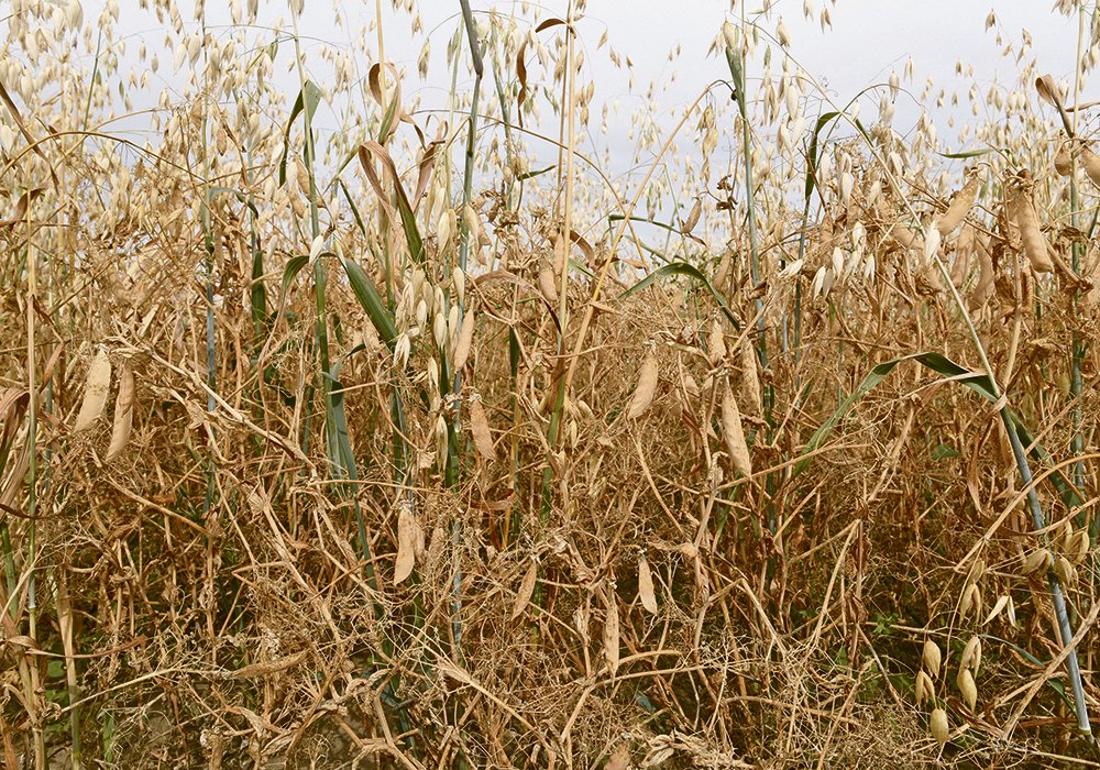 Polycropping, such as this crop of peas and oats, is seen as one of the tools Canadian producers will have to adopt as a way to turn agriculture into a net carbon sink for emissions by 2030.