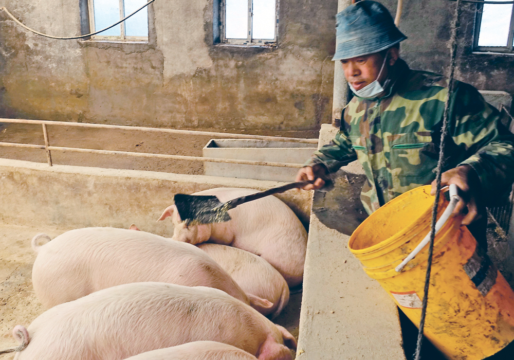 In an interim plan for hog breeding capacity, the Ministry of Agriculture and Rural Affairs said the target for the sow herd was now around 41 million head for 2021-2025 and should be no lower than 37 million head. 
