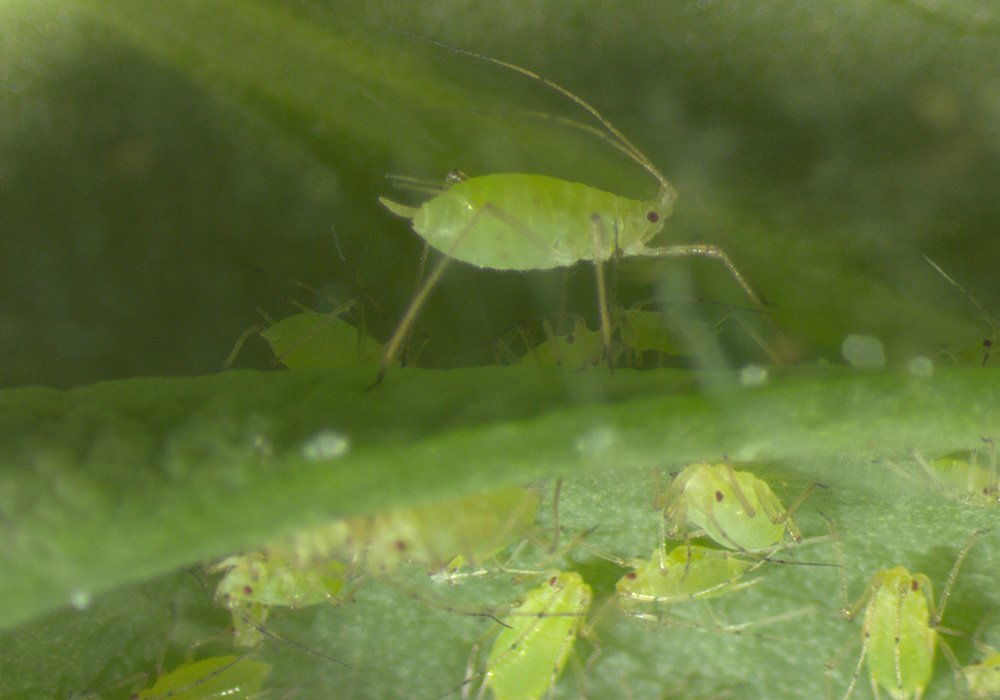 Pea aphids are one of many species of insects that will be studied in the new University of Saskatchewan Insect Research Facility.  