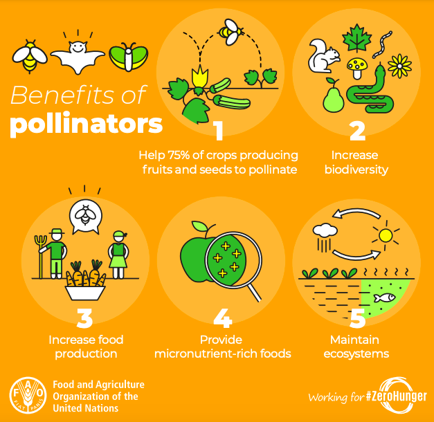 an info graphic explaining the benefits of pollinators 