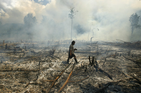 A villager walks through a burnt forest after a slash and burn practice to open the land for agriculture in Tojo, Central Sulawesi