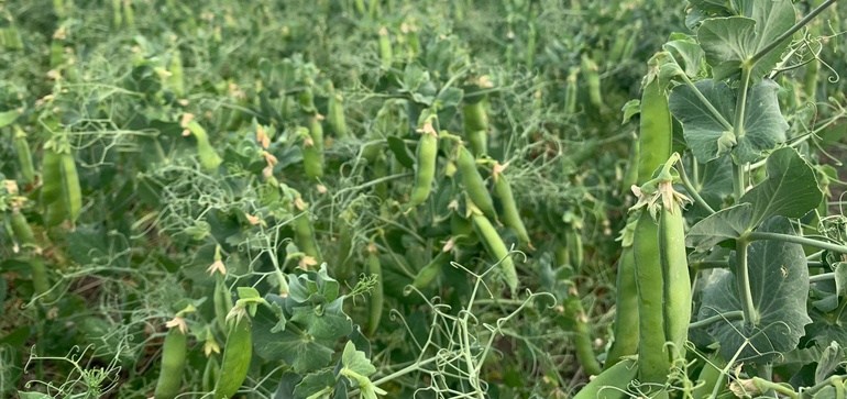 How crop breeders use technology to improve the yellow pea