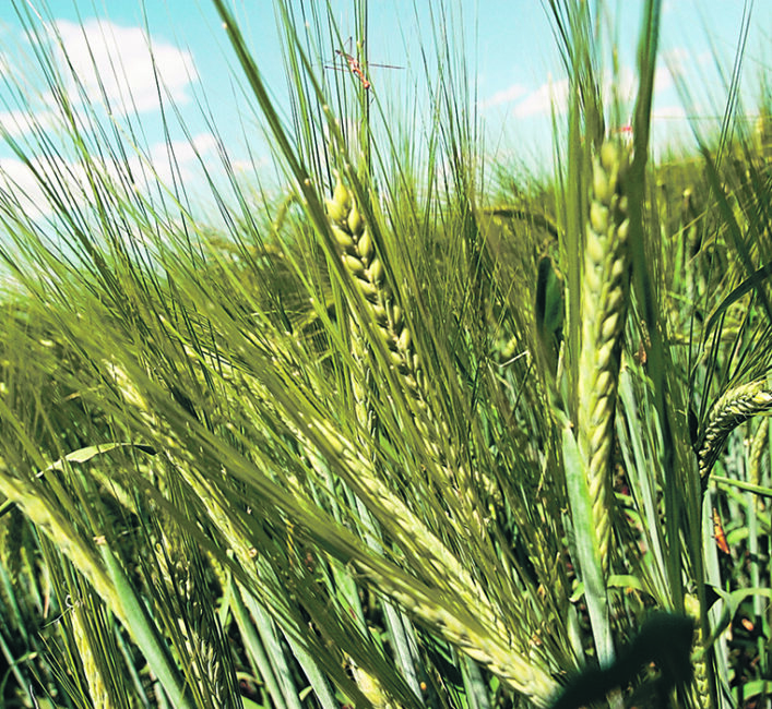 Maltsters watch barley quality | The Western Producer