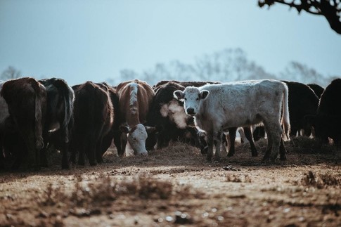 A herd of cows, with livestock being one of the largest contributors of methane.
