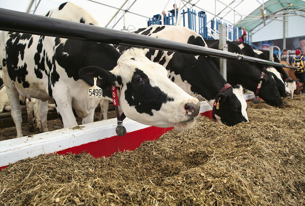 The Dairy Innovation Centre is a popular stop for farmers at Canada’s Outdoor Farm Show. There won’t be cows at Outdoor Dairy Days, located at the farm show site, but the centre will be filled with dairy innovations.