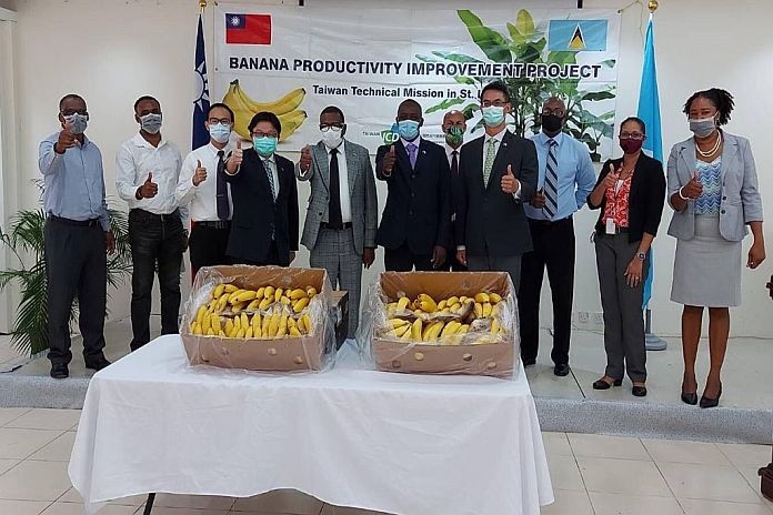Taiwan rescues St Lucia banana industry