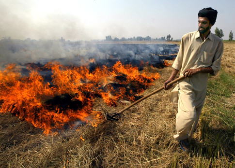 An Indian farmer burns paddy husks after a harvest in the northernIndian city of Chandigarh, October 21, 2003. India expects a bumpergrains and oilseeds crop this winter season following the best monsoonin five years, but analysts said the government's outlook seemed toooptimistic. REUTERS/Kamal KishoreAH/DL - RP4DRHYYCIAA