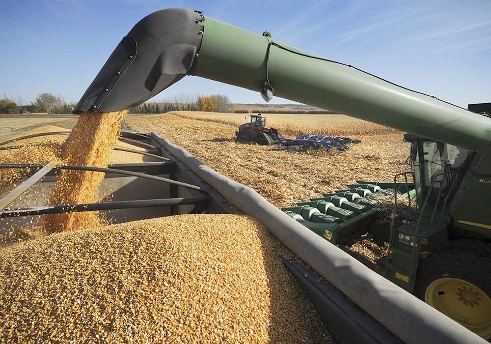 Corn prices are at exceptionally high levels in Manitoba because of local demand. Feed mills in the province need corn to produce rations. They can either buy corn locally, truck it in from the U.S., or replace it with feed wheat or barley. But those feed grains are also expensive. 