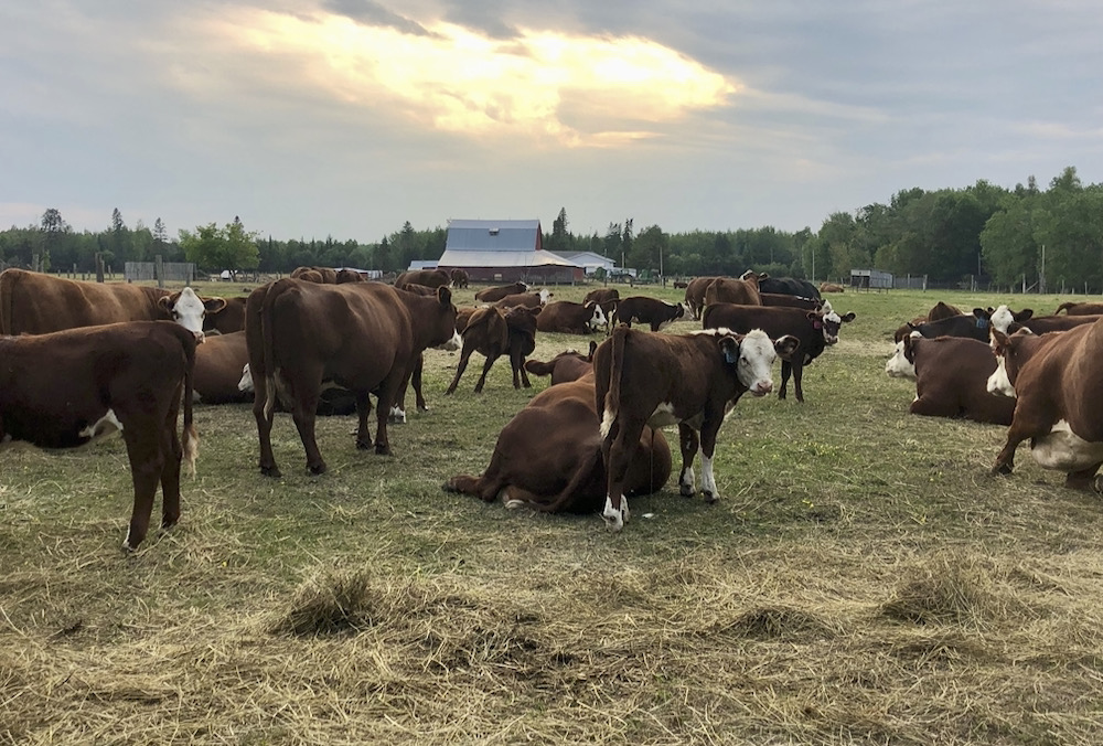 Beef and sheep farmers in northwestern Ontario received nearly 6 million pounds of hay through the Northwestern Livestock Emergency Initiative