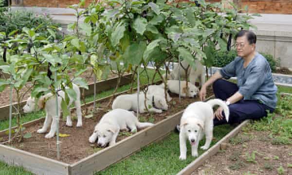 South Korean President Moon with puppies