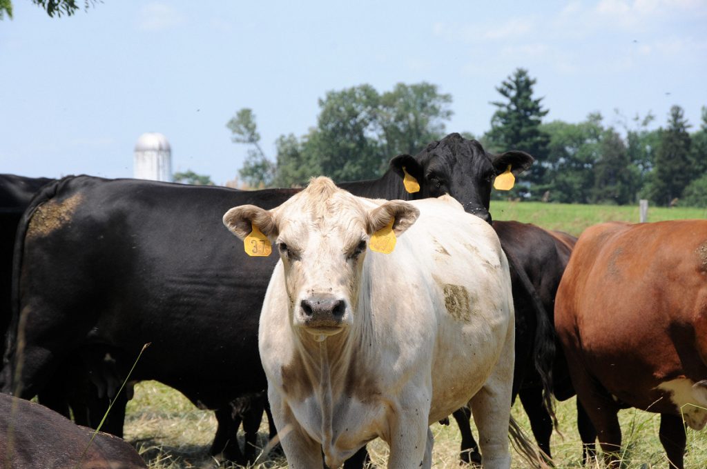 Arla UK targets 50% growth of organic dairy business