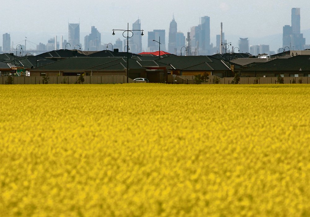 Better known for its wheat and barley, Australia is forecast to harvest a record canola crop of more than 5 million tonnes this season, according to government data. 