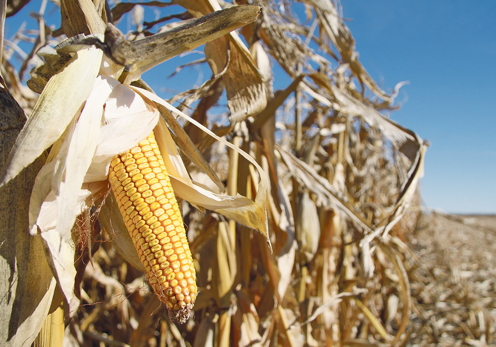 Bayer says genetically modified crops including corn have undergone more safety tests than 