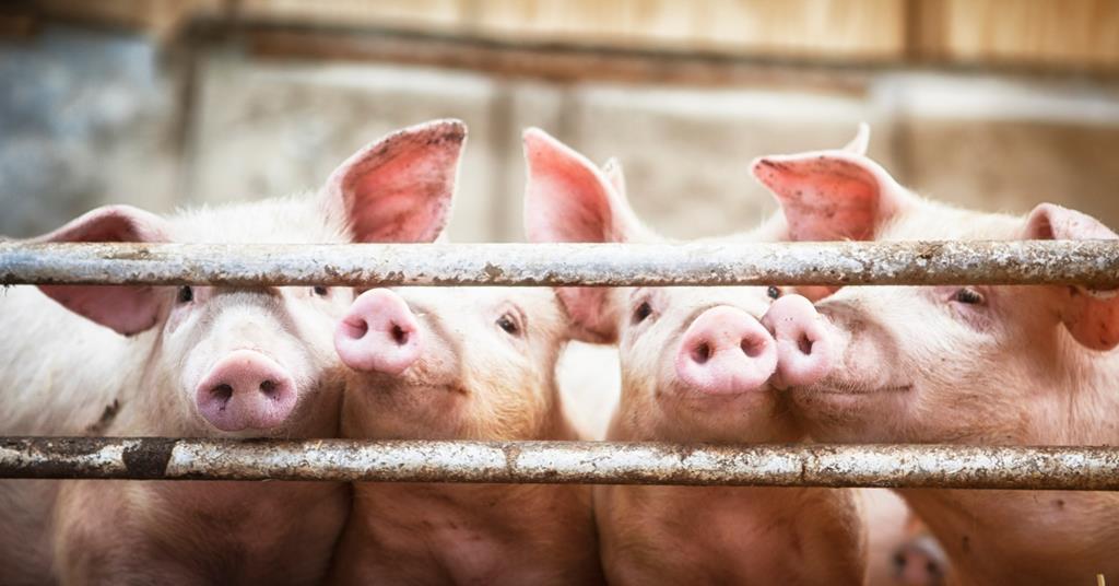 British pork sector needs supermarket support to clear pig backlog says NPA