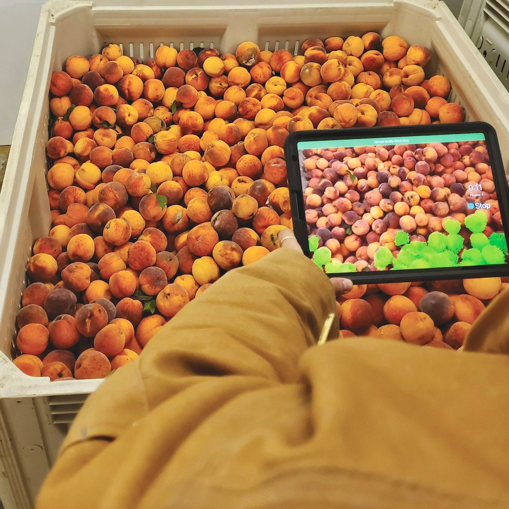 The Crop Load Vision uses the LIDAR camera on an iPad or cell phone to scan and record colour, size and quality of apples and tender fruit on trees as part of a new Harvest Quality Vision enhancement tool.