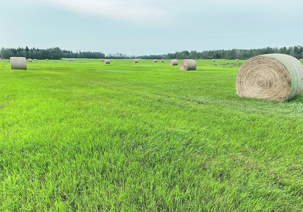 The prairie hay shortage is estimated at four million tonnes this year because of drought. 