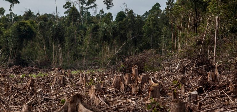 Food companies must embrace transparency and accountability to end deforestation